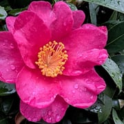 2026/1　サザンカ