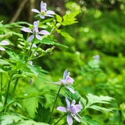 2025/5　セリバヒエンソウ