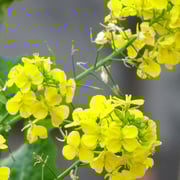 2024/02　菜の花(油面公園）by@&@