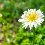 2025/5　シロバナタンポポ