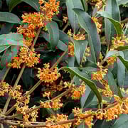 2025/11キンモクセイ