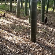 2024/05　筍（雀のお宿）by@&@