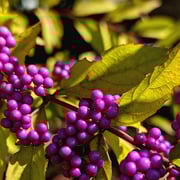 2025/11ムラサキシキブ