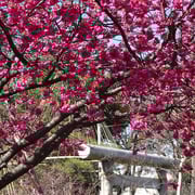 2024/03　カンヒザクラ　by@&@