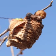 2025/3　カマキリの卵