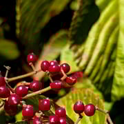 2025/11 ガマスミ