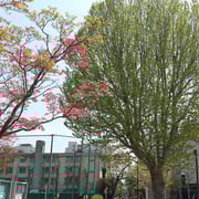 2024/05　シンボルツリー(東山公園）by@&@