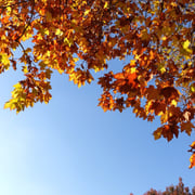 2024/12　プラタナス