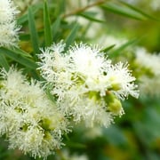 2025/7　ティーツリー