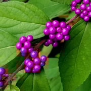 2024/11　ムラサキシキブ