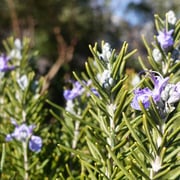 2025/2　ローズマリー