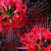 2025/9　ヒガンバナ