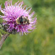 2025/10　マルハナバチ