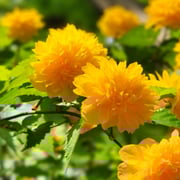 2025/5　ヤマブキ