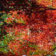 2024/12　林試の森