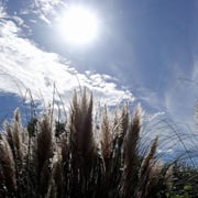 2024/9　パンパスグラス