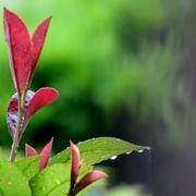 2025/6　雨上がり