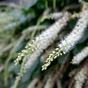 2024/10　アカザカズラ