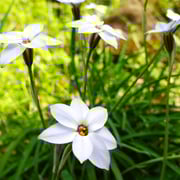 2025/4　ハナニラ