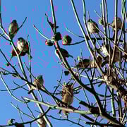 2024/02　スズメ(祐天寺一丁目）by@&@