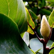 2024/8ハクモクレン