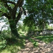 le vieux chène et la croix