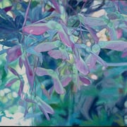 Fred Danziger, "In the Maple", oil on panel, 38" x 48"