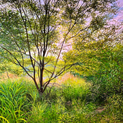 David Bottini, "Moist Summer Trail’s Edge", 24" x 18”, acrylic on canvas