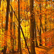 David Bottini, "Autumn Criss-Cross", 16” x 8”, acrylic on canvas