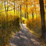 David Bottini, "Golden Path", 24" x 24”, acrylic on canvas