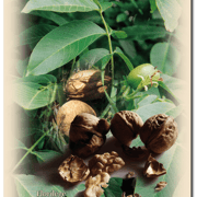 Carte 16 - FLORILÈGE EN PAYS D'ORTHE (Noix)