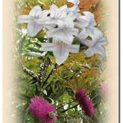 Carte 12 - FLORILÈGE EN PAYS D'ORTHE (Fleurs1)