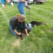 Emmy holding calf for branding