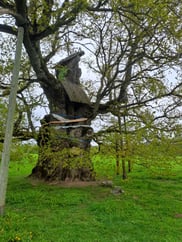 The 10.4 metres in diameter Kaive Oak Tree of the Ancestors in Kurzeme, Latvia