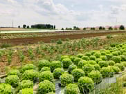 Maraichage sur aéroport Orly fermé