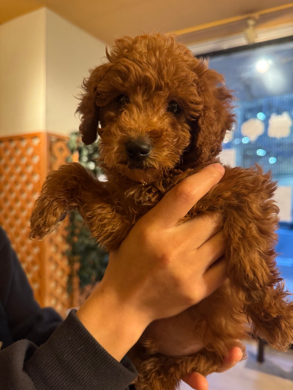 子犬販売・日本一安いペットショップ - ペットショップRicky /珍獣エキゾチックアニマルエキゾチックアニマル専門店  盛岡店・仙台店・青森店・秋田店・福島店・栃木店・新潟店・ブリーダーズショップ・ペット買い取り 東北全域、関東まで出張買い取りもしています!!