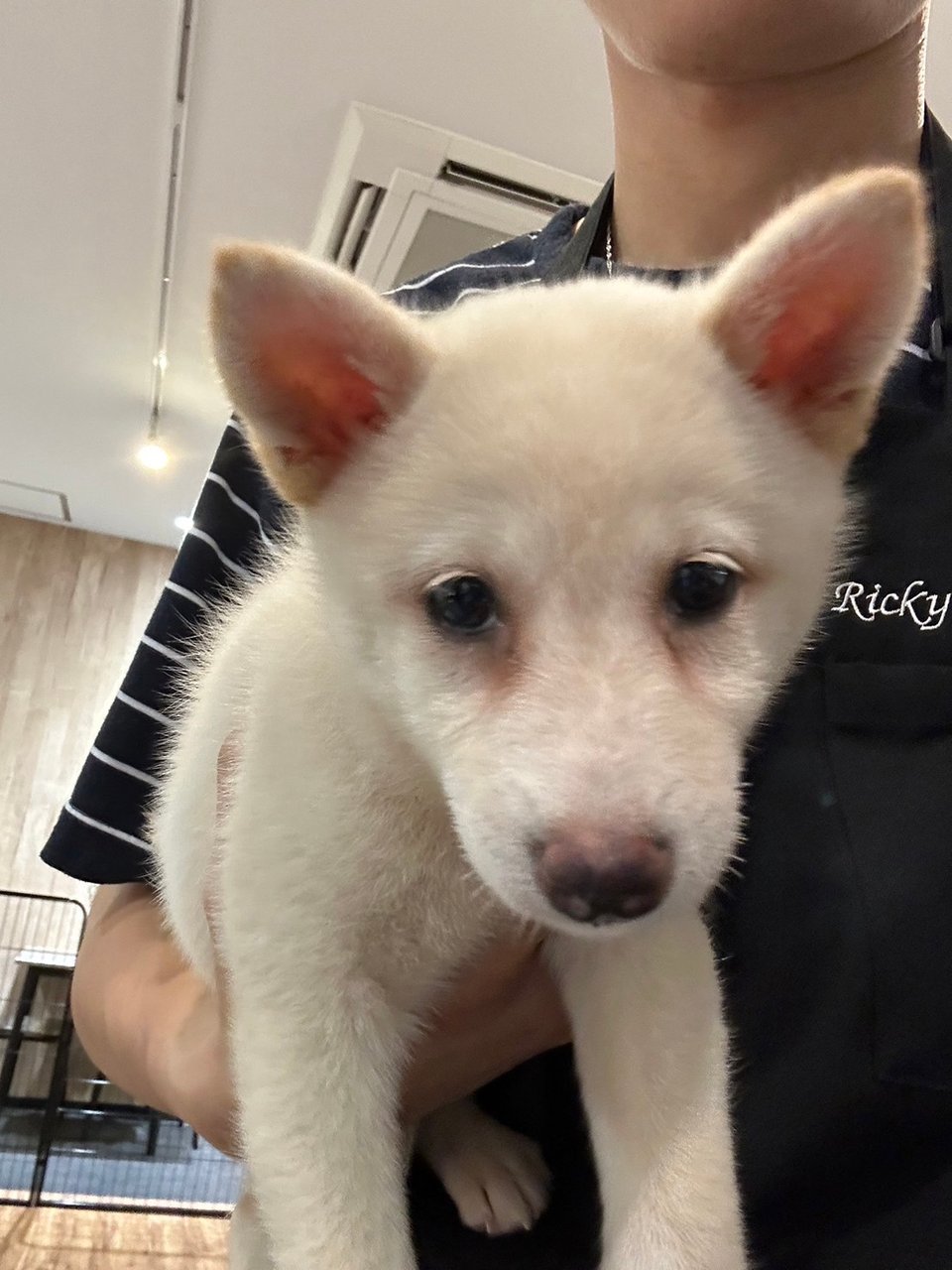 子犬販売・日本一安いペットショップ - ペットショップRicky /珍獣エキゾチックアニマルエキゾチックアニマル専門店  盛岡店・仙台店・青森店・秋田店・福島店・栃木店・新潟店・ブリーダーズショップ・ペット買い取り 東北全域、関東まで出張買い取りもしています!!