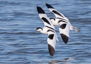 Portugal mit dem Wohnmobil - Mertola