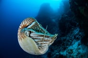 www.ronaldosephius.nl nautilus zee blauw Bewust groeien vanuit innerlijke kracht