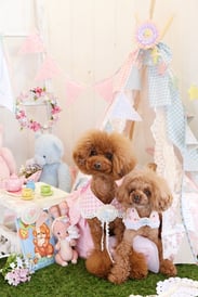 わんこ　フォトブース　撮影　撮影ブース