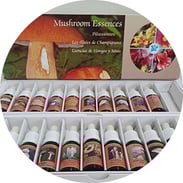 Pilz Essenzen, Praxis für Kinesiologie & Komplementärtherapie in Meisterschwanden, Seetal