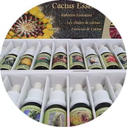 Kakteen Essenzen, Praxis für Kinesiologie & Komplementärtherapie in Meisterschwanden, Seetal