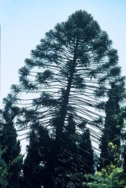 photo Francis Hallé