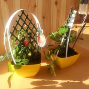 ♪今日のいちごちゃん♪