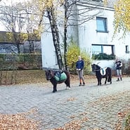 La Ferme du Vieux Chêne