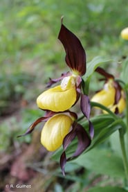 Sabot de Venus (Cypripedium calceolus)