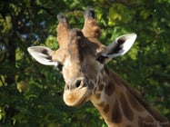 girafe afrique