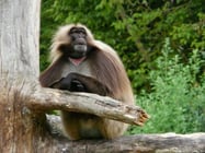 gelada afrique