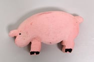 Schwein