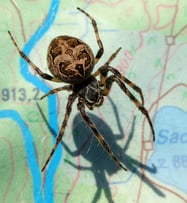 Eine Brückenkreuzspinne auf einer Wanderkarte